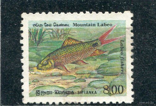 Шри Ланка. Рыбы
