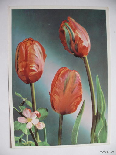 Открытка поздравительная, Тюльпаны (1), 1970, ГДР, подписана.