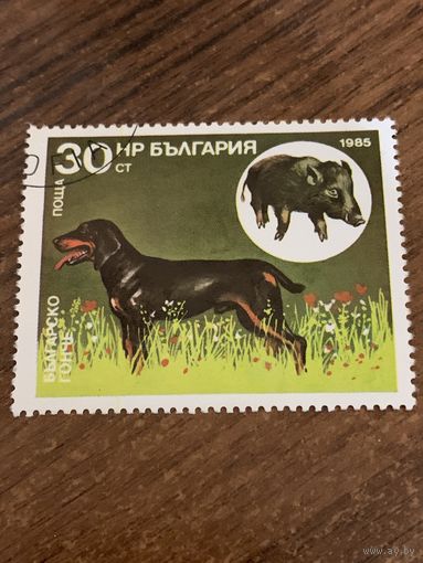 Болгария 1985. Охотничьи собаки. Болгарская гончая. Марка из серии