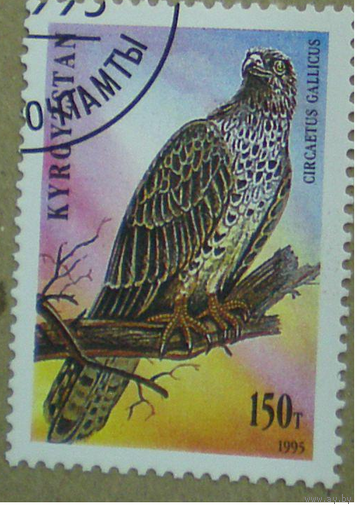 1995 Кыргызстан (Киргизия) хищные птицы фауна