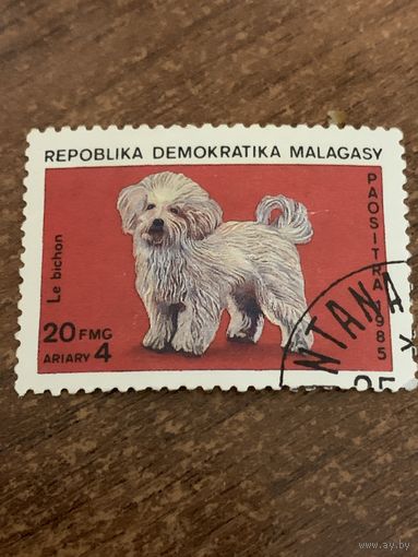 Мадагаскар 1985. Собаки. Le Bichon. Марка из серии
