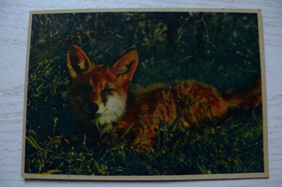 Зиверт Л., Молодая лисица; 1949, чистая.