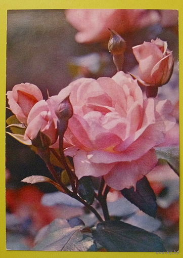 Роза " Сантэнэр дэ лурд " Чистая.1985 года.