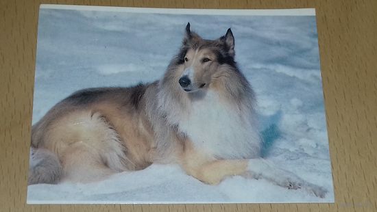 Календарик 1990 Казахстан. Собаки. Колли
