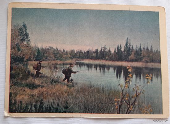 Здесь можно поймать щуку. Фото Гиппенрейтера. 1958