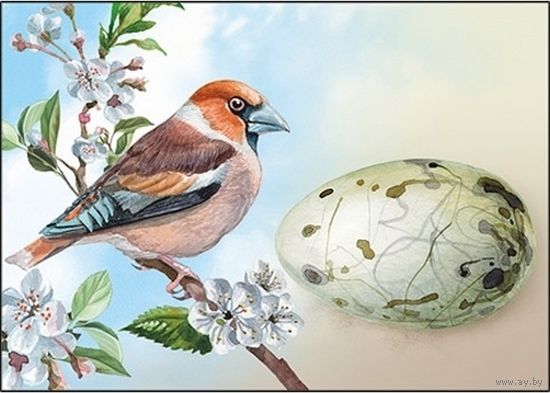 Беларусь 2020 посткроссинг фауна птицы яйца дубонос