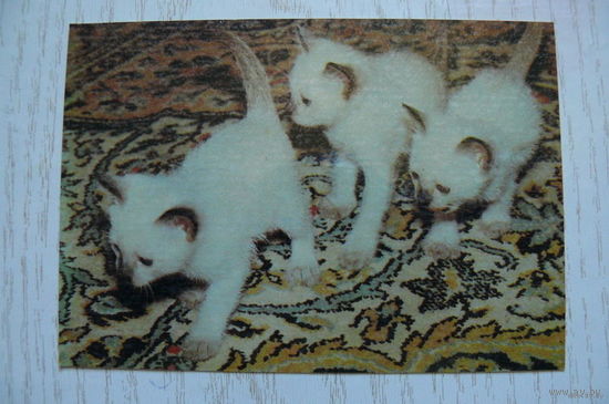 Календарик, 1992, Кошки, котята.