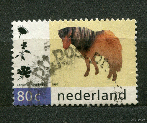 Домашние животные. Шетлендский пони. 1997. Нидерланды
