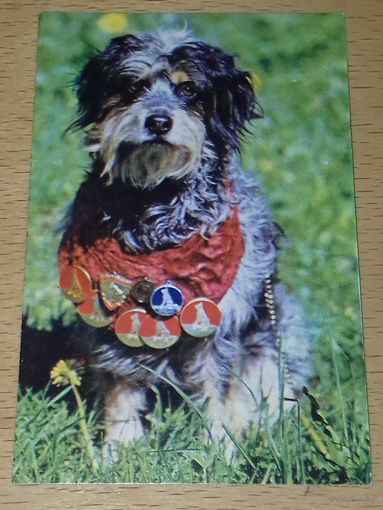 Календарик 1991 Собаки. Дворняжка