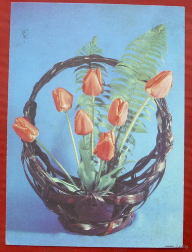 Цветы. Чистая. 1992 года. Суханова. 1324.