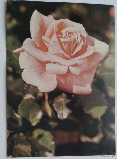 Открытка ,,роза,, 1985 г.