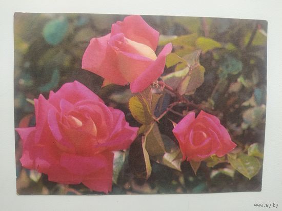 Открытка Роза чайно-гибридная. Фото Б. Круцко 1975 год