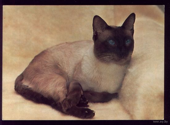 Чехословакия Сиамская кошка