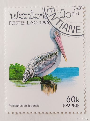 Лаос 1996, пеликан