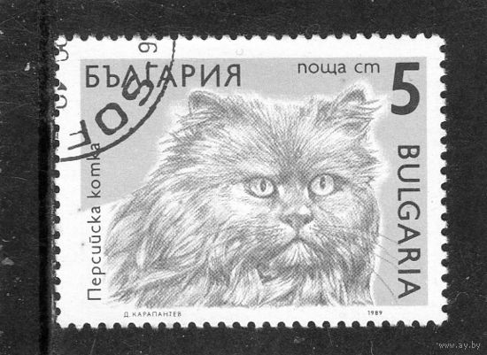 Болгария.Ми-3809.Персидская кошка.Серия: Кошки. 1989.