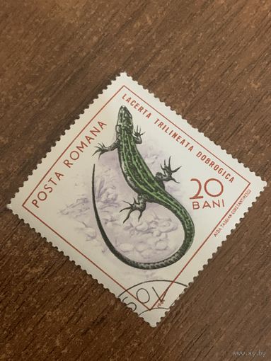 Румыния 1964. Ящерица. Lacerta Trilineata Dobrogica. Марка из серии