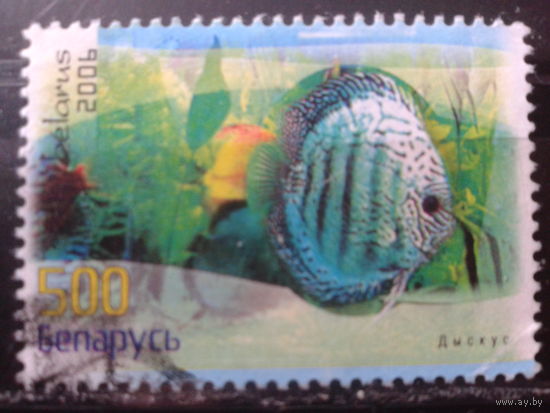 2006 Аквариумные рыбки