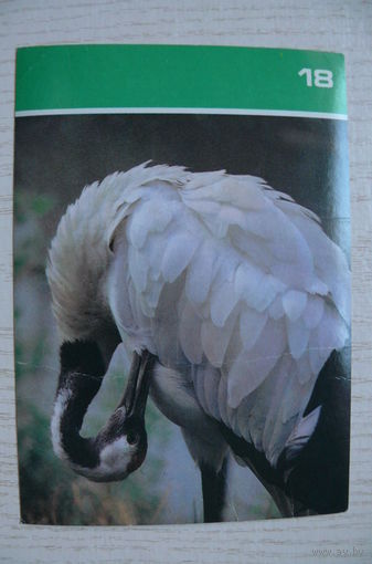 Японский журавль; 1988, из серии "Птицы Московского зоопарка".