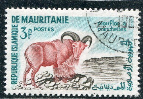 Мавритания. Фауна. Гривистый баран