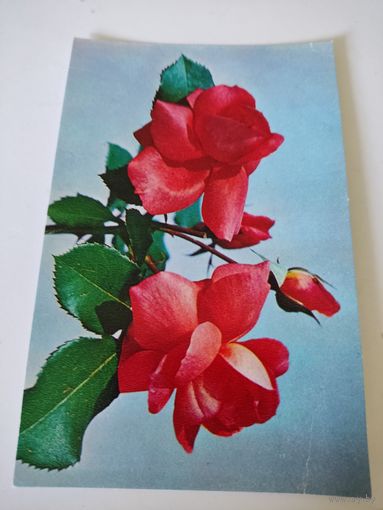 Открытка "Розы" фото В.Грицюк, 1975г.