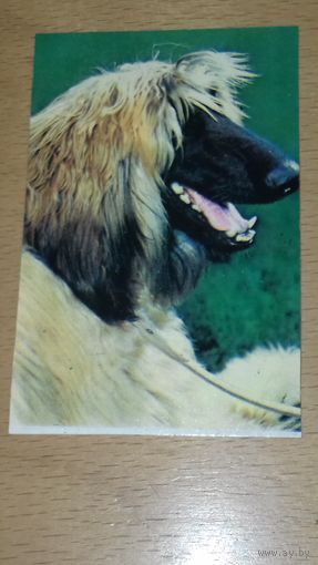 Календарик 1992 Украина. Собака. Афганская борзая