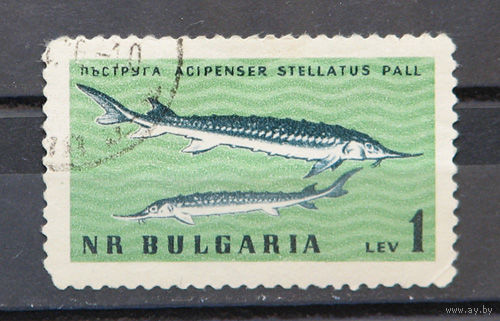 Болгария.1961.Фауна Черного моря, осетр (1 марка)