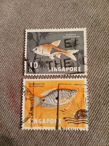 Сингапур. Рыбы