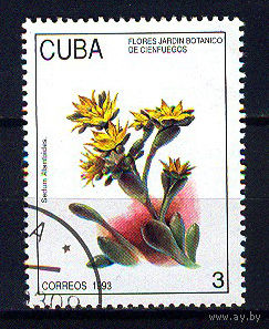 1993 Куба. Растение
