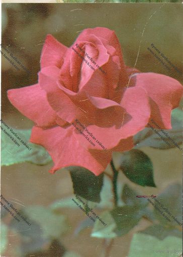 Открытка роза мелина ,1982 г., чистая .