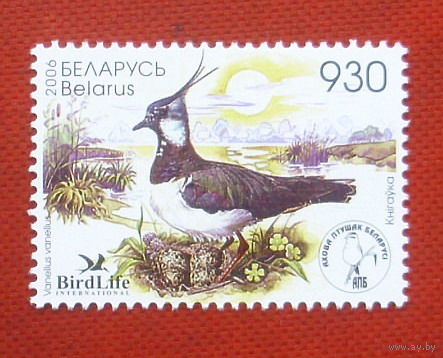 Беларусь. Чибис. ( 1 марка ) 2006 года. 4-17.