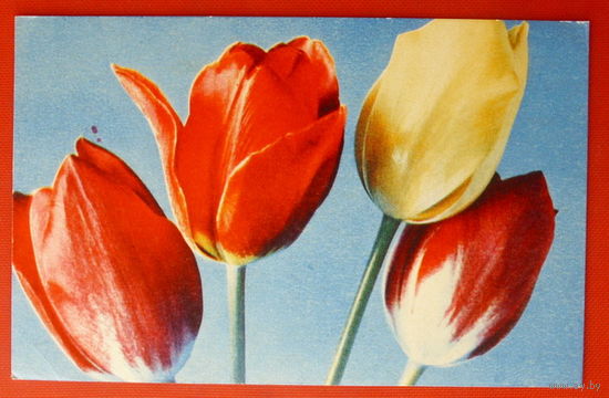 Тюльпаны. Чистая. 1968 года. 10.