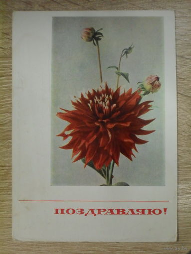 ПОДПИСАННАЯ ОТКРЫТКА СССР. "ПОЗДРАВЛЯЮ" ФОТО. Н.  МАТАНОВА. 1967 ГОД.