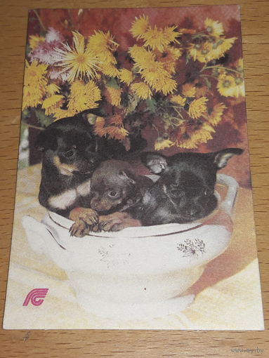 Календарик 1991 Госстрах. Страхование собак. Щенки