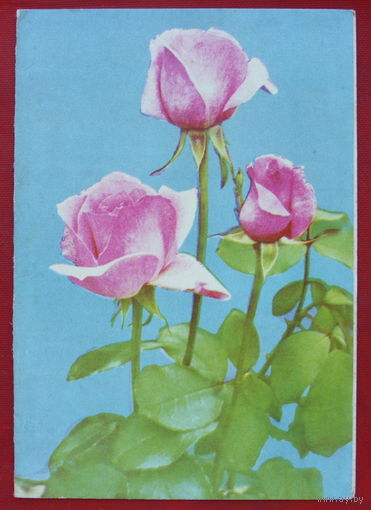 Цветы. Розы. Чистая. Двойная. 1974 года. Минтис. #76.