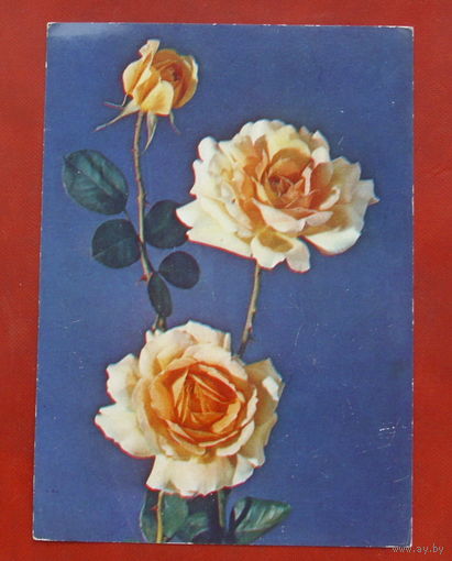 Роза " Лос - Анжелес ". Чистая. 1984 года. Фото Резникова. 1910.
