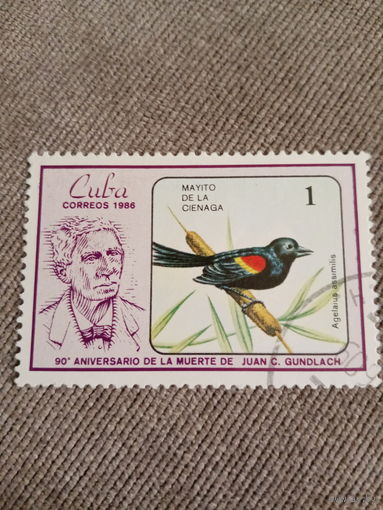 Куба 1986. Птицы. Agelaius assimilis