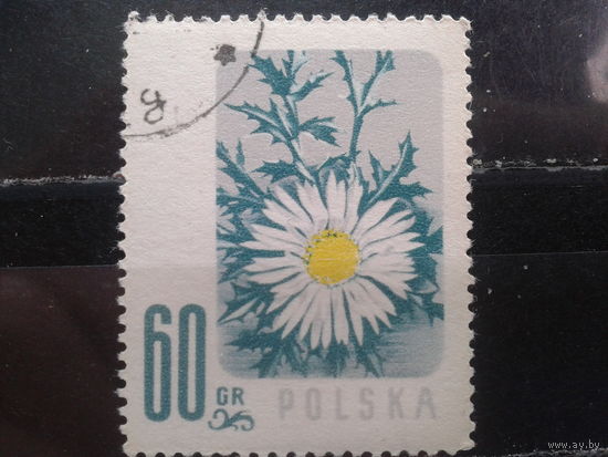 Польша 1957, Цветы