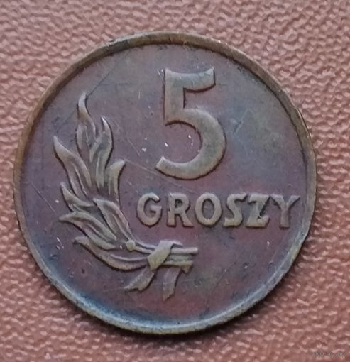 Польша 5 грошей, 1949 Бронза /коричневый цвет/