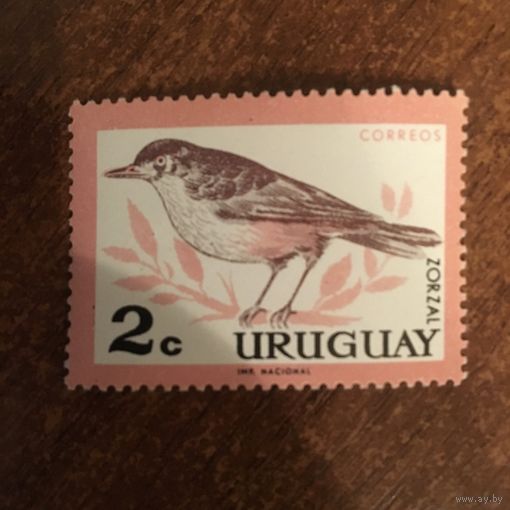 Уругвай. Фауна. Птицы. Zorzal