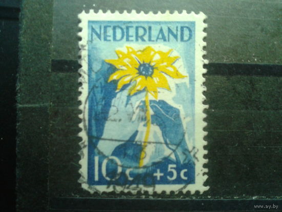 Нидерланды 1949 Цветок