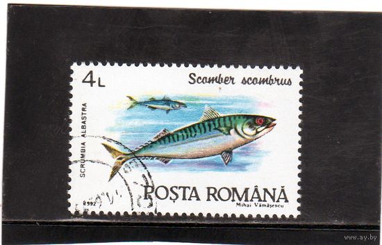 Румыния.Ми-4776. Атлантическая скумбрия (Scomber scombrus). 1992.