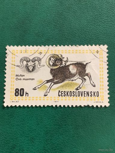 Чехословакия 1971. Фауна. Муфлон