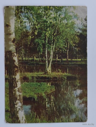 Почтовая карточка 1962 г. "Подмосковье. Молодые берёзки". Фото Л. Раскина.
