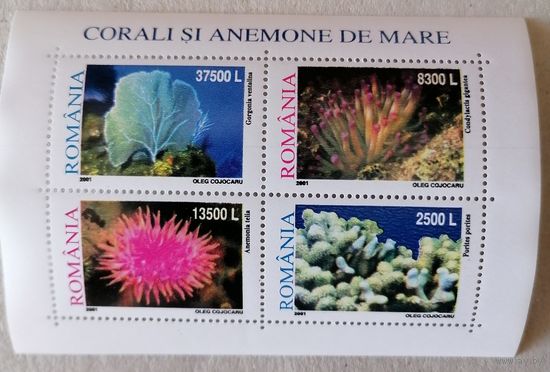 Кораллы и морские актинии.