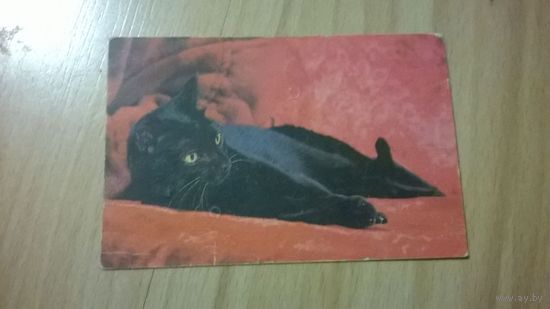 Календарик Чёрная кошка (1996 год)