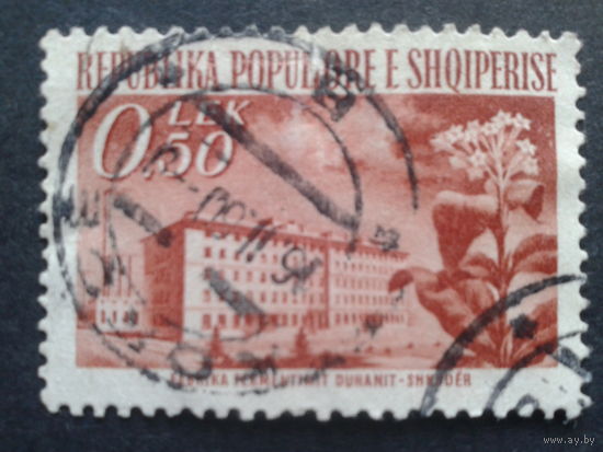 Албания 1953 стандарт , цветок