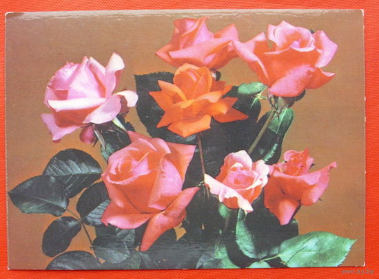 Композиция из роз. Чистая. 1985 года. Круцко.