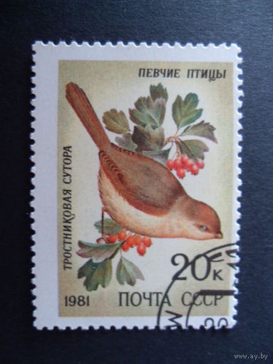 СССР.Тростниковая сутора 1981 певчие птицы
