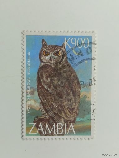 Замбия 1997. Совы