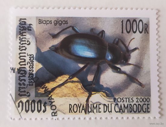 Камбоджа 2000, жук